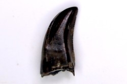 dinosaur tooth  raptor: dromaeosaurus  Hell Creek  Formation  upper cretaceous  Dawson County, Montana