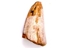 dinosaur tooth:   Tyrannosaure rex  upper cretaceous  Drumheller, Alberta, CANADA