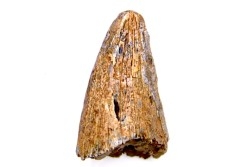 dinosaur tooth  Tyrannosaure rex  Hell Creek  Formation  upper cretaceous  Drumheller, Alberta, CANADA