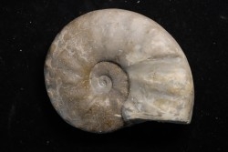 CERATITE POSSECKERI - Muschelkalk - Lindach, Allemagne