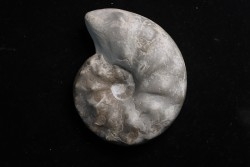 CERATITE PRAENODUSUS  Muschelkalk  Lindach, Germany