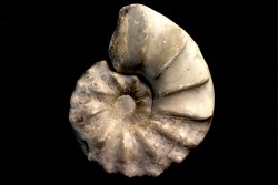 CERATITE PRAENODUSUS - Muschelkalk - Lindach, Allemagne