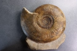 Procerites schloenbachi  (De Grousouvre, 1907)  bathonian  Saint Benin d'azy, 58 - FRANCE