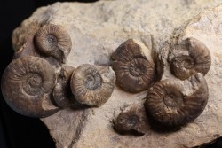 dalle a Pleydellia subcompta  Toarcien sup  Brionnais, Saone et Loire, France