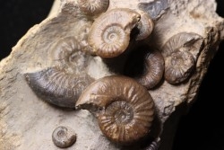 Pleydellia subcompta  (Branco)  Toarcien sup  Brionnais, Saone et Loire, France