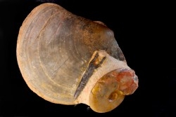 PLAGIOSTOMA SEMICIRCULARIS  Aalénien  Belmont, Rhone - FRANCE