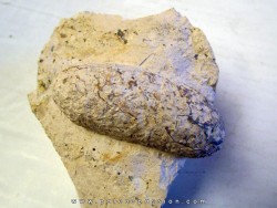 CROCODIL EGG: CROCODILIENOVUM MAJOR -1