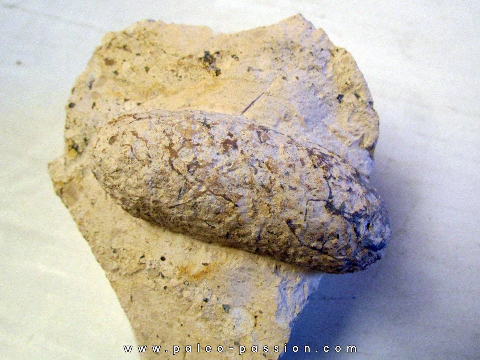 OEUF DE CROCODILE: CROCODILIENOVUM MAJOR -1 OEUF DE CROCODILE: CROCODILIENOVUM MAJOR -1