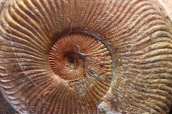 Pseudogrammoceras aff. fallaciosum - TOARCIEN - Carriere Belmont - FRANCE