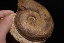 Phlyseogrammoceras dispansum - TOARCIEN  - Carriere Belmont - LYON - FRANCE