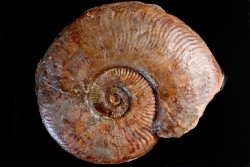 Esericeras fascigerum  TOARCIEN  Carriere Belmont - LYON - FRANCE