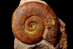 Pseudogrammoceras aff. fallaciosum - TOARCIEN - Carriere Belmont - LYON - FRANCE