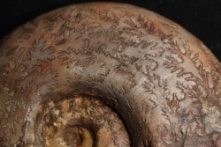 Perilytoceras jurense (Zieten)  Toarcien  Toarcien  Roanne - FRANCE