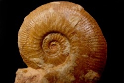 Planammatoceras tenuinsigne (Vacek, 1886) - AALENIEN - Carriere Belmont - FRANCE