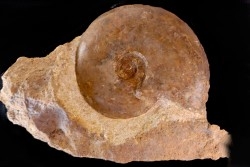 Staufenia sehndensis (Hoffmann)  Aalenien  La Verpillere (38), FRANCE