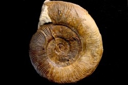 Pseudogrammoceras pseudostruckmanni (J. Gabilly, 1976)  TOARCIEN  région de Saint Christophe en Brionnais, 71 - FRANCE