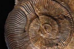 Pseudogrammoceras pseudostruckmanni (J. Gabilly, 1976)  TOARCIEN  région de Saint Christophe en Brionnais, 71 - FRANCE