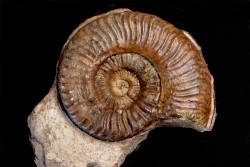 Pseudogrammoceras aff. subquadratum  Toarcien  Belmont - FRANCE