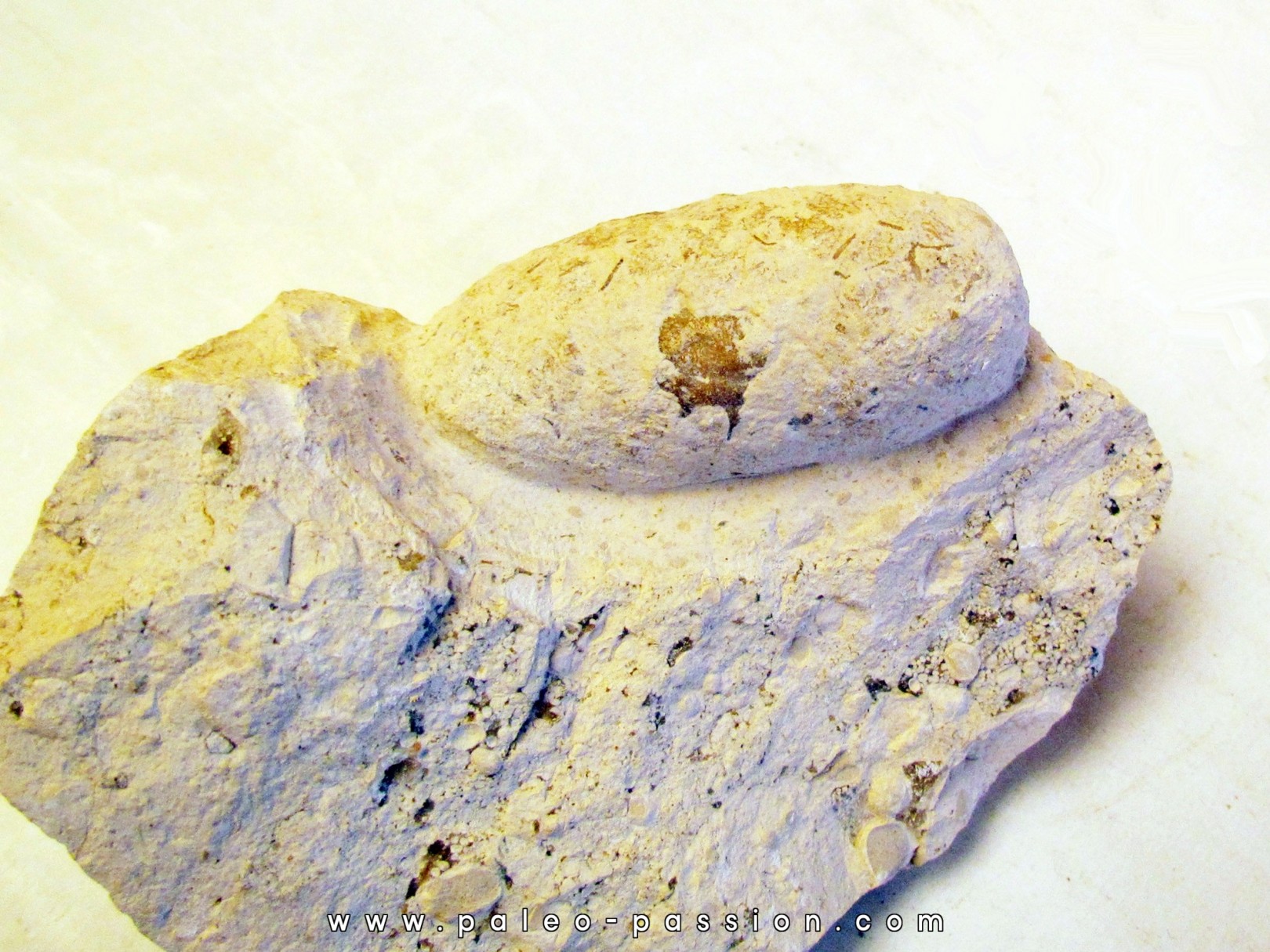 CROCODIL EGG: CROCODILIENOVUM MINOR CROCODIL EGG: CROCODILIENOVUM MINOR