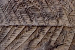 Fougère:  PECOPTERIS POLYMORPHA  Stephanian (carboniferous)  Graissesac, 34, FRANCE