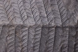 Fougère:  PECOPTERIS POLYMORPHA - Stephanian (carbonifere)  Graissesac, 34, FRANCE