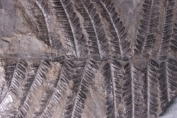 Fougère:  PECOPTERIS POLYMORPHA - Stephanian (carbonifere)  Graissesac, 34, FRANCE