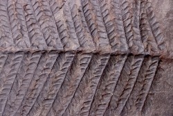 Fougère:  PECOPTERIS POLYMORPHA - Stephanian (carbonifere)  Graissesac, 34, FRANCE