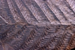 Fougère:  PECOPTERIS POLYMORPHA - Stephanian (carbonifere)  Graissesac, 34, FRANCE