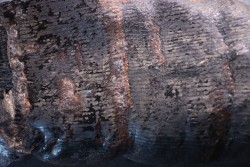 Fougère : CALAMITES SUCKOWII - Stephanian (carbonifere) Graissesac, 34, FRANCE