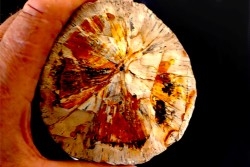 défense de Mastodonte  GOMPHOTHERIIDES   ANANCUS ARVENENSIS  Pléistocène   Jura, FRANCE