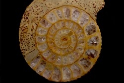 belle ammonite sciée avec loges en quartz  jurassique  Normandie - FRANCE