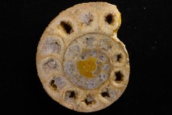 belle ammonite sciée avec loges en quartz  jurassique  Normandie - FRANCE