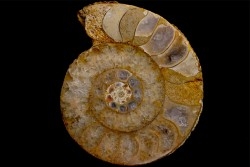 belle ammonite sciée avec loges en quartz  jurassique  Normandie - FRANCE