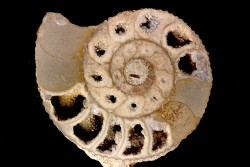 belle ammonite sciée avec loges en quartz  jurassique  Normandie - FRANCE