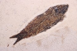 Poisson fossile KNIGHTIA EOCAENA - éocène - Wyoming - USA