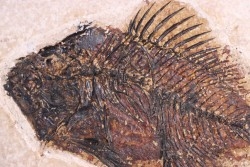 poisson fossile Cockerellites liops - green river fmt - eocène - USA