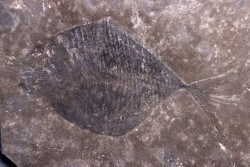 Bobasatrania canadensis Lower Triassic  Sulphur Mountain Formation  western Alberta, Canada.