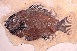 poisson fossile Cockerellites liops - green river fmt - eocène - USA