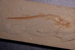 Scyliorhinus arambourgi (Cappetta, 1980) -  Cénomanien  Hgula - Byblos - LIBAN