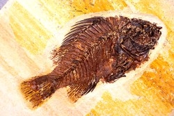 poisson fossile Cockerellites liops - green river fmt - eocène - USA