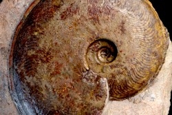 Harpoceras subplanatum - TOARCIEN - Carriere Belmont - LYON - FRANCE