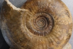 Procerites schloenbachi  (De Grousouvre, 1907)  bathonian  Saint Benin d'azy, 58 - FRANCE