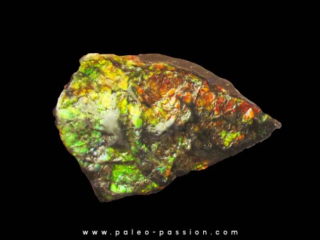 AMMOLITE (2)