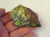 AMMOLITE (2)