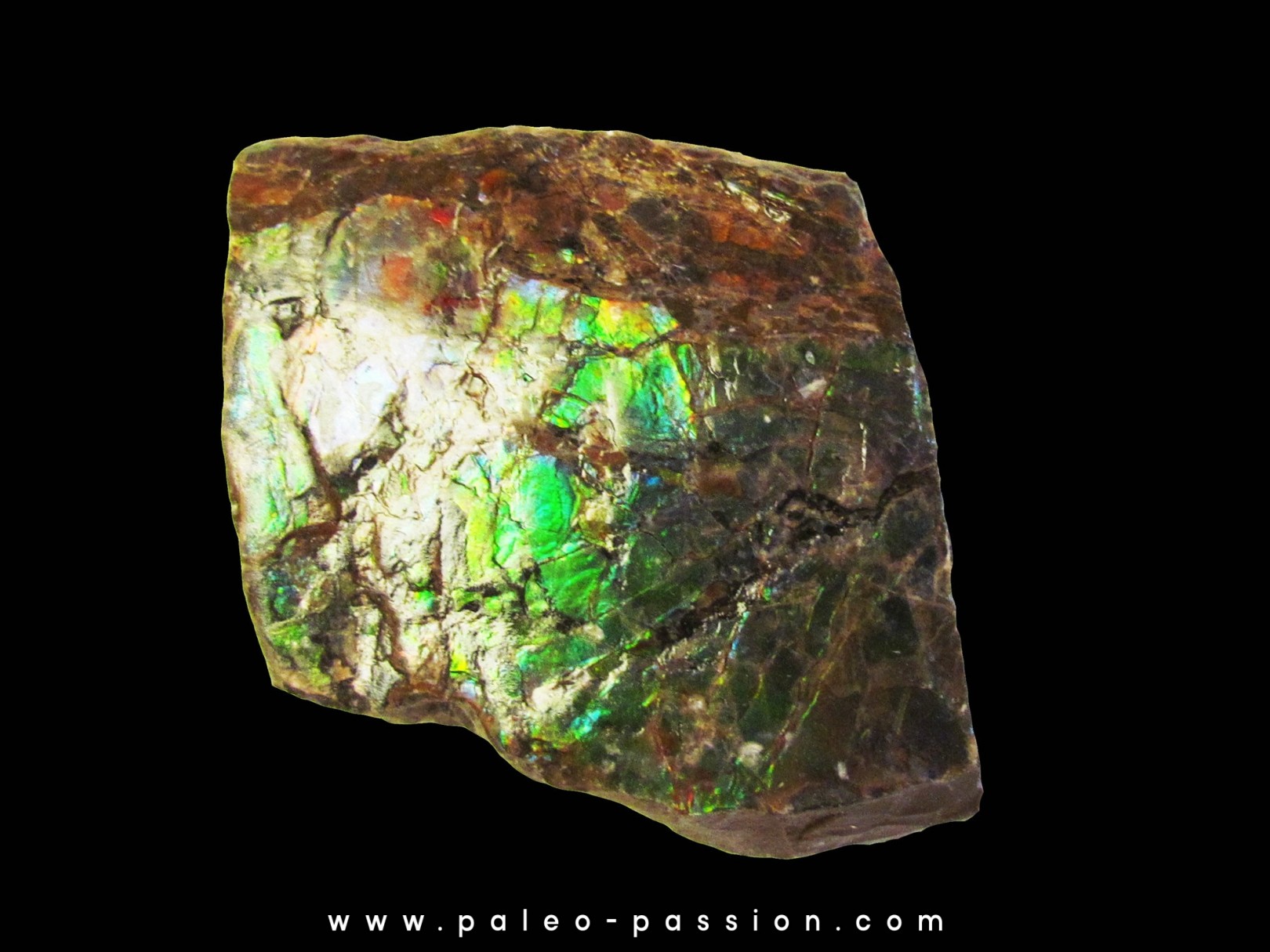 AMMOLITE (3)
