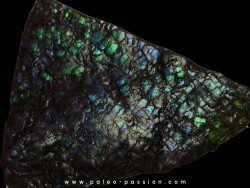 AMMOLITE (4)