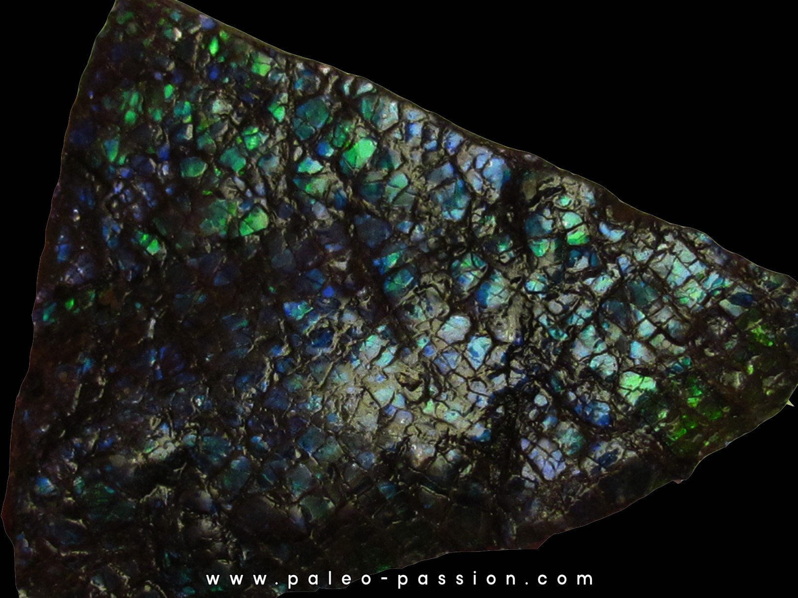 AMMOLITE (4) AMMOLITE (4)