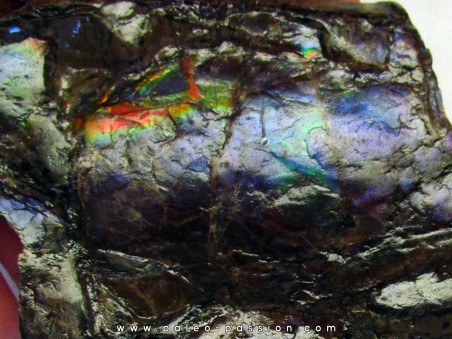 AMMOLITE (5)