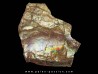 AMMOLITE (5) AMMOLITE (5)