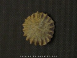 calceola sandalina (8)